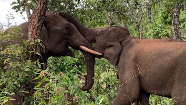Elephants no longer show happy behaviours, such as playing or swinging tails